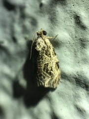 Phaecasiophora leechi