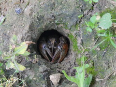 Lacunicambarus thomai