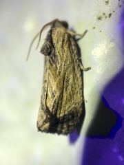 Cryptophlebia repletana