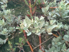 Atriplex maximowicziana
