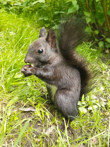 Ardilla roja (Sciurus vulgaris)