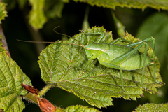 Isophya pyrenaea