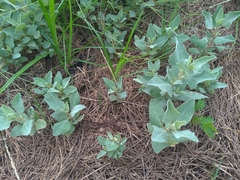 Atriplex maximowicziana