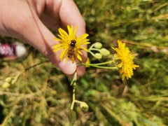 Episyrphus balteatus