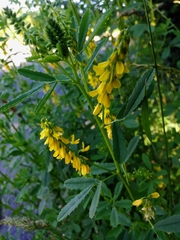 Melilotus altissimus