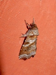 Callopistria placodoides