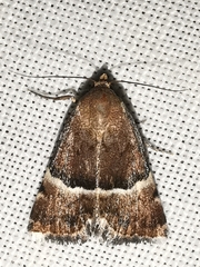 Eublemma suava