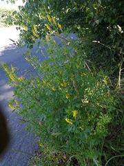 Melilotus altissimus