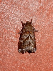 Callopistria placodoides