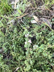 Mentha australis