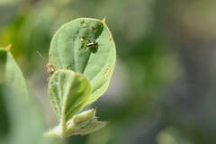Phyllotreta latevittata