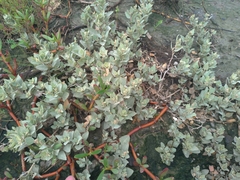 Atriplex maximowicziana