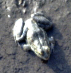 Pelophylax bedriagae