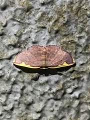 Nothomiza flavicosta