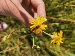 Episyrphus balteatus