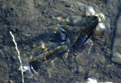 Pelophylax bedriagae