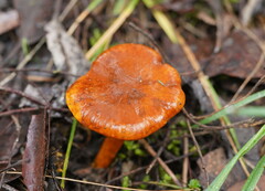 Cortinarius abnormis