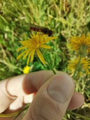 Episyrphus balteatus