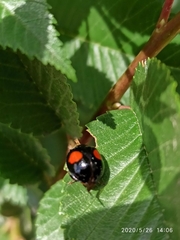Harmonia axyridis