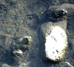 Pelophylax bedriagae