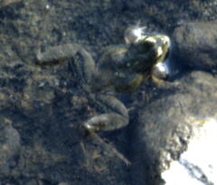 Pelophylax bedriagae