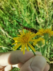 Episyrphus balteatus