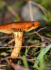 Cortinarius abnormis