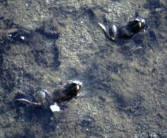 Pelophylax bedriagae