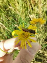 Episyrphus balteatus