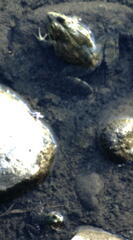 Pelophylax bedriagae