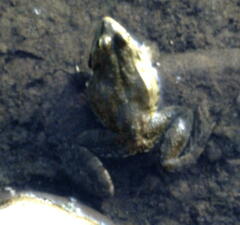 Pelophylax bedriagae