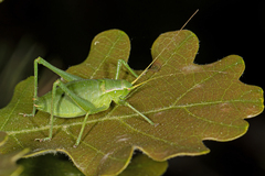 Isophya pyrenaea