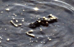 Pelophylax bedriagae