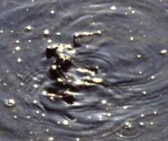 Pelophylax bedriagae