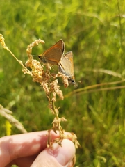 Thymelicus