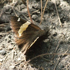 Thorybes pseudocellus