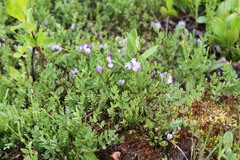 Astragalus bodinii