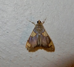 Rehimena phrynealis