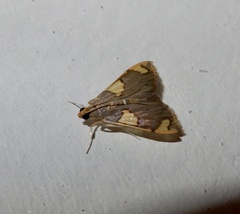 Rehimena phrynealis