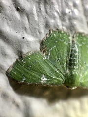 Eucyclodes albisparsa