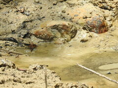 Macroglossum passalus