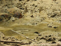 Macroglossum passalus