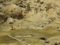 Macroglossum passalus