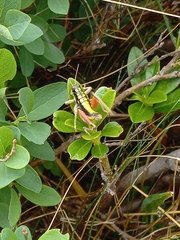 Epipodisma pedemontana