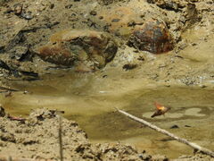 Macroglossum passalus