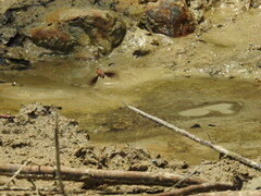 Macroglossum passalus