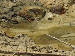 Macroglossum passalus