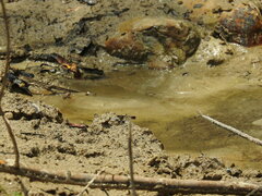 Macroglossum passalus