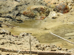 Macroglossum passalus