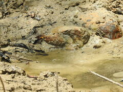 Macroglossum passalus